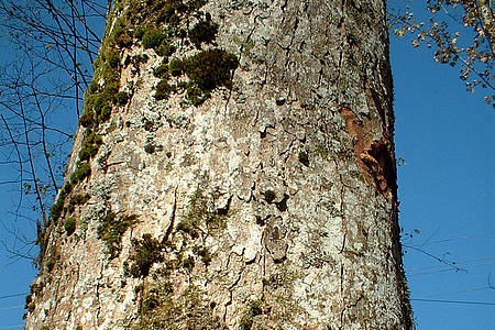 Symbolbild Baum