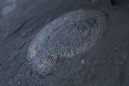 Ammonit auf Schiefernplatte
