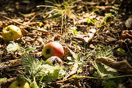 Nachbars Äpfel auf dem Boden Ihres Grundstücks? Greifen Sie zu, die Früchte gehören jetzt Ihnen.