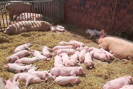 Schweine auf dem Biobetrieb Schulze Nahrup