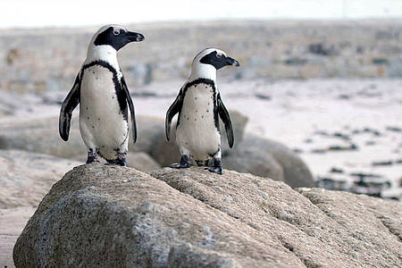 Zwei Pinguine auf einem Felsen